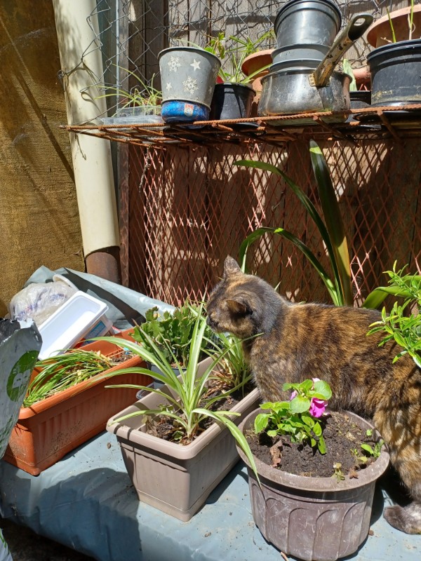 Caramel of the Didi family