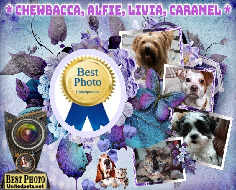 Caramel of the Didi family