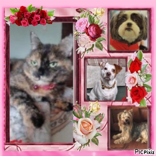 Caramel of the Didi family