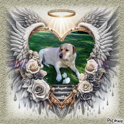 Zara of the Didi family