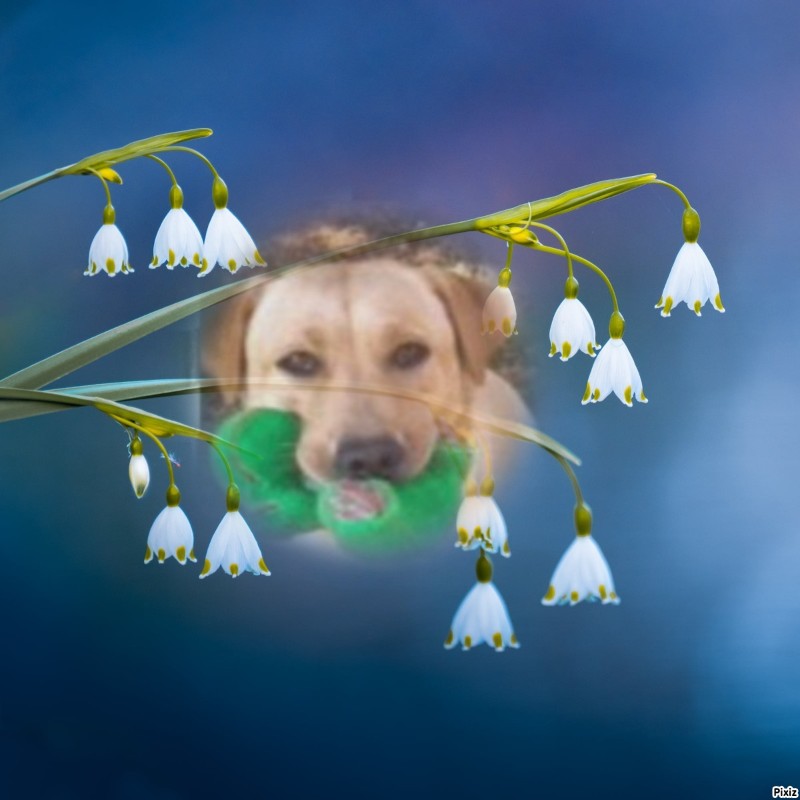 Zara of the Didi family