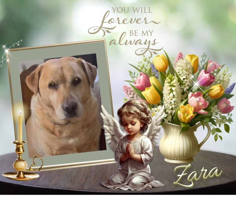 Zara of the Didi family