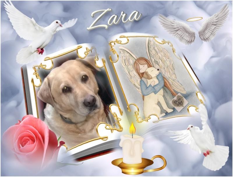 Zara of the Didi family