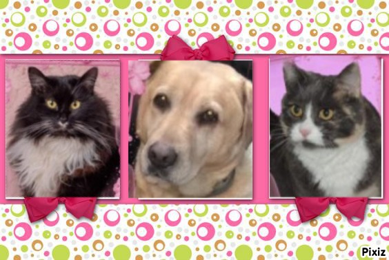 Zara of the Didi family