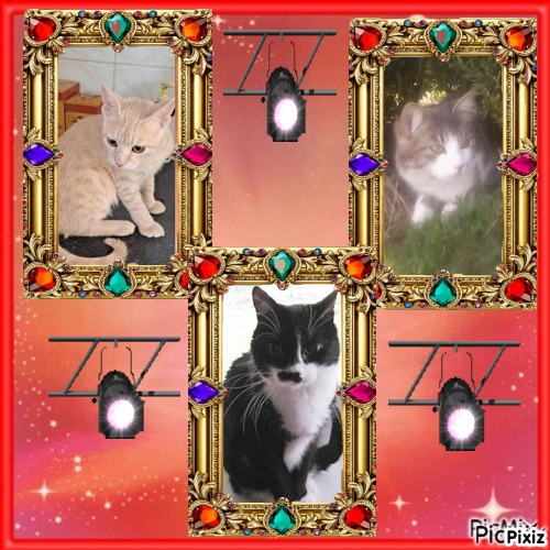 Misel of the Didi family