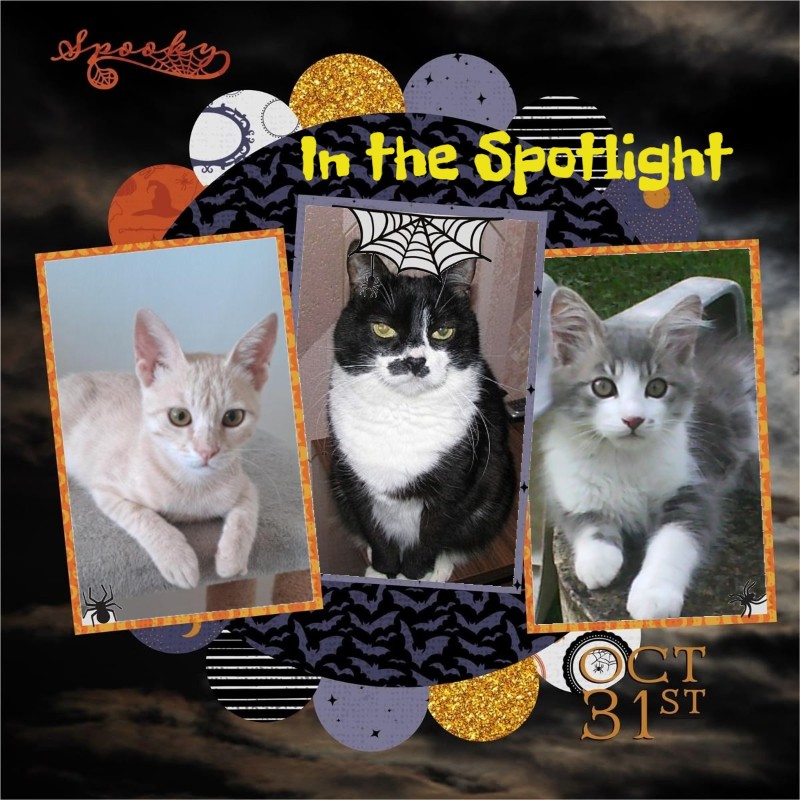 Misel of the Didi family