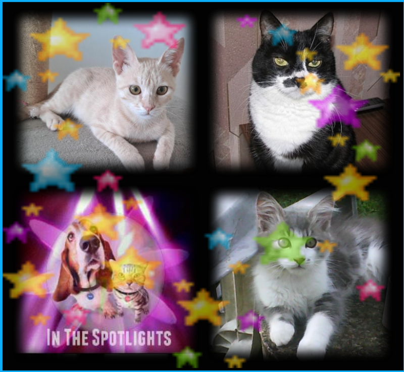 Misel of the Didi family