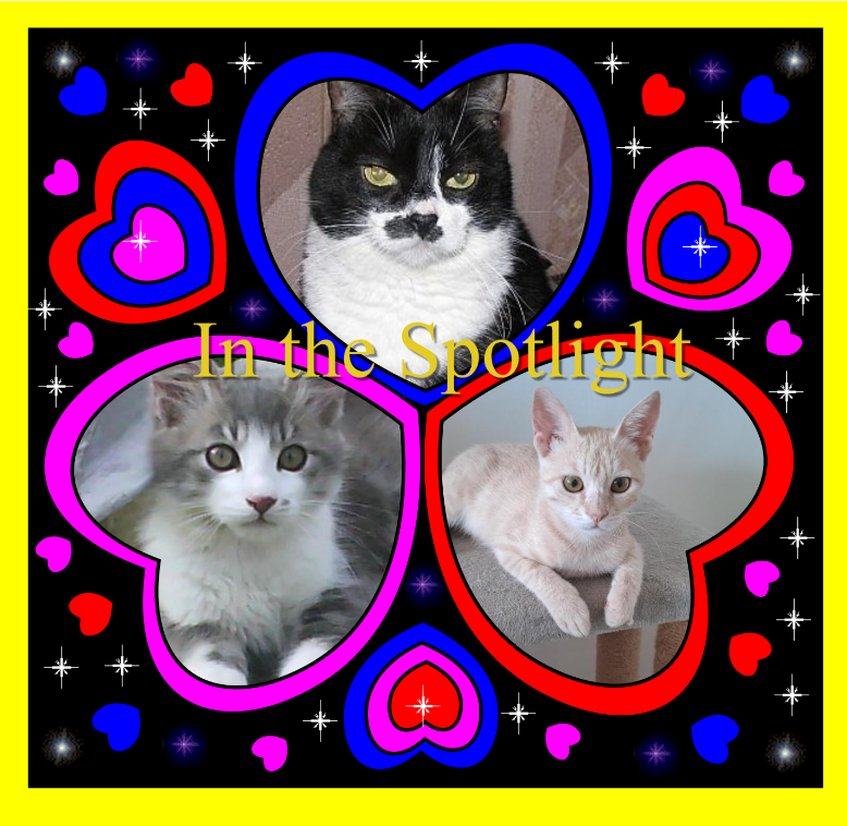 Misel of the Didi family