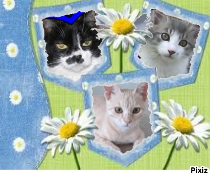 Misel of the Didi family