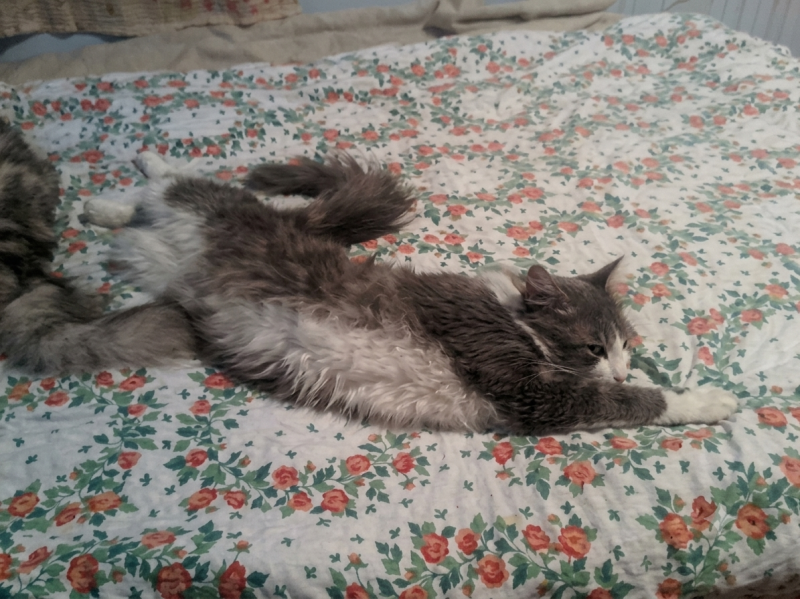 Misel of the Didi family