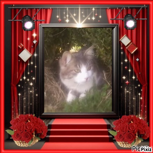 Misel of the Didi family