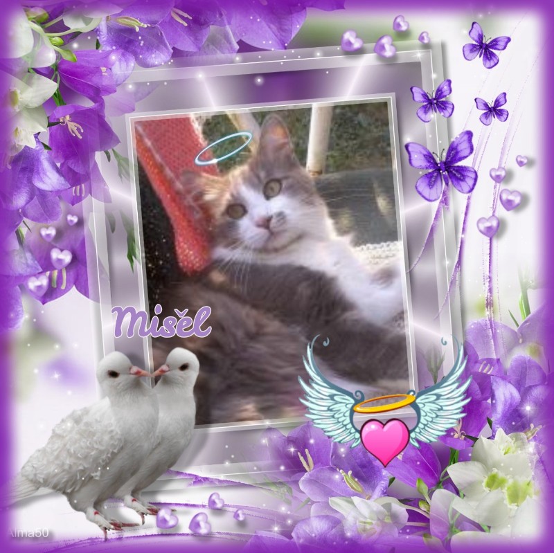 Misel of the Didi family