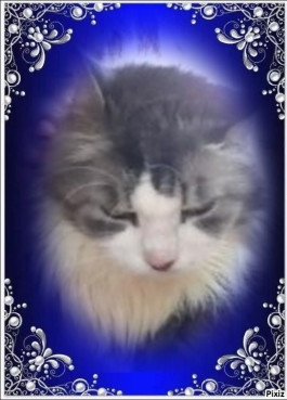 Cici of the Didi family