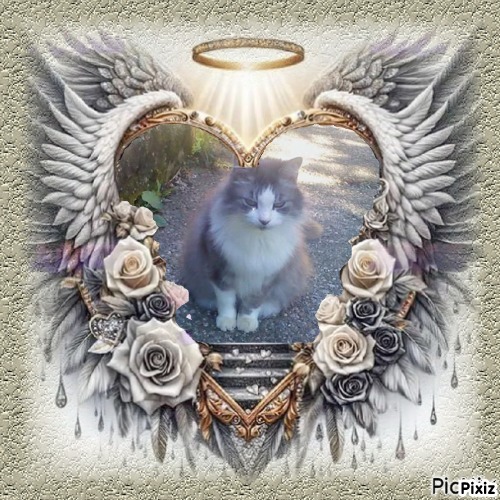 Cici of the Didi family