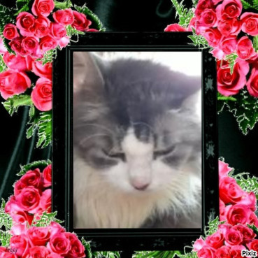 Cici of the Didi family