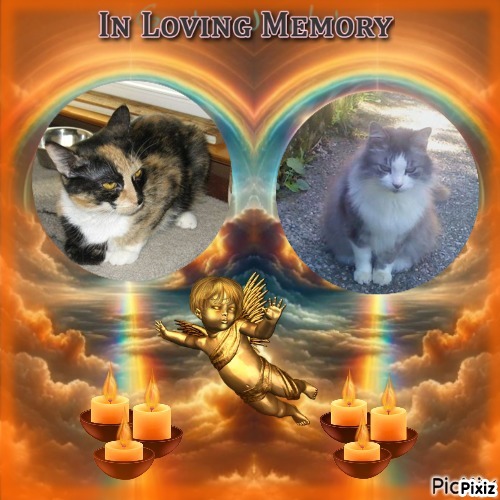 Cici of the Didi family