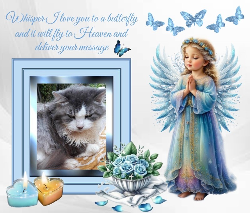 Cici of the Didi family