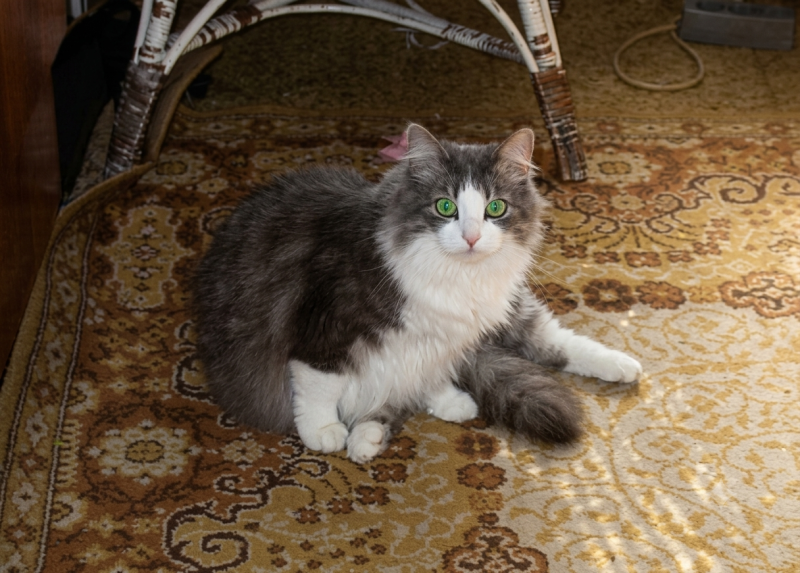 Cici of the Didi family