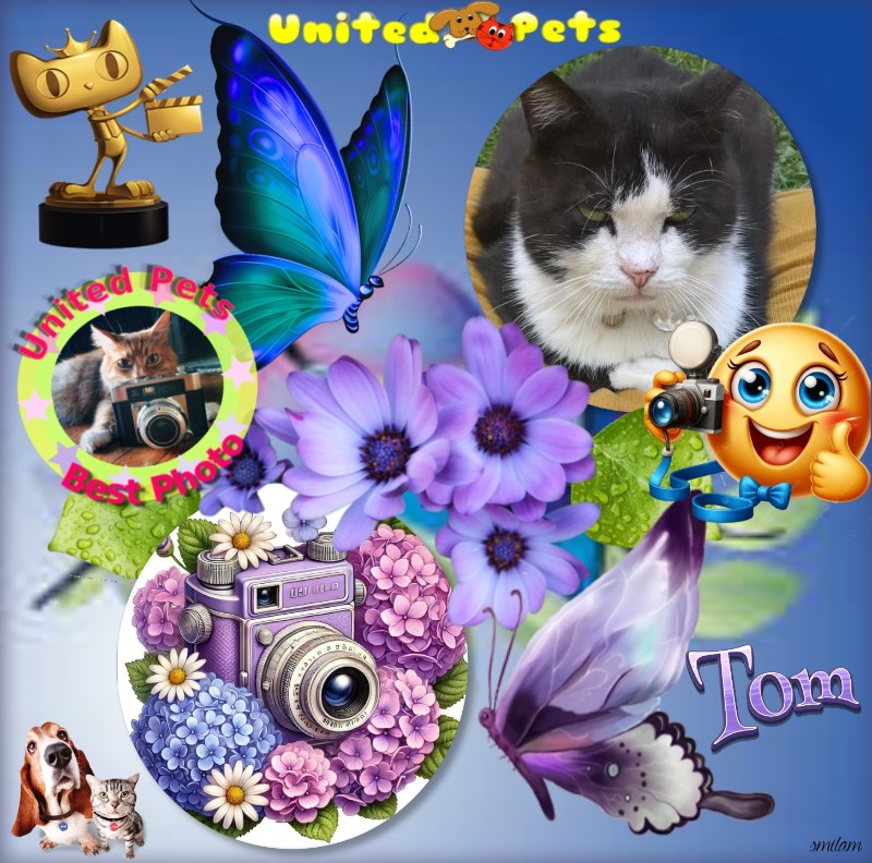 Tom of the Didi family