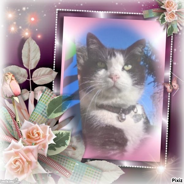 Tom of the Didi family