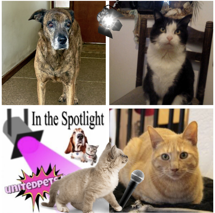 Tom of the Didi family