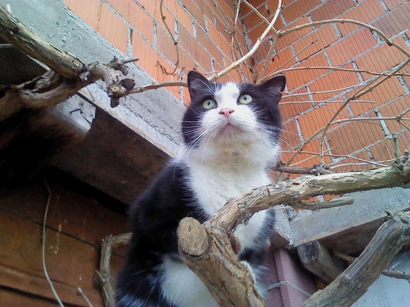 Didi uploaded   11 year/s ago