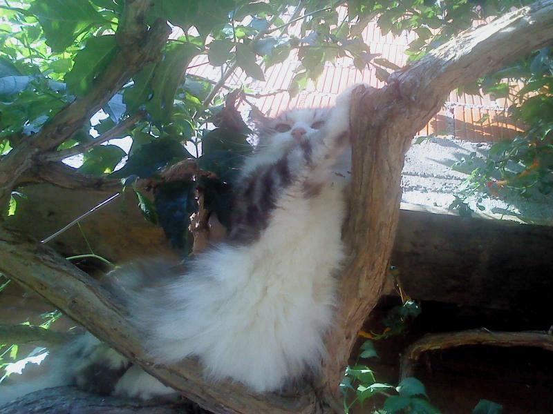 Tinny of the Didi family