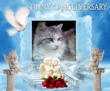 Tinny of the Didi family