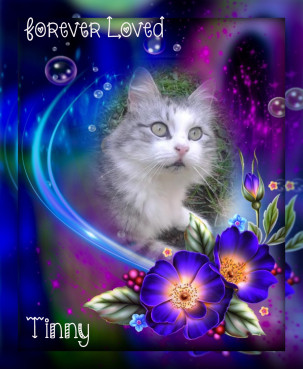 Tinny of the Didi family