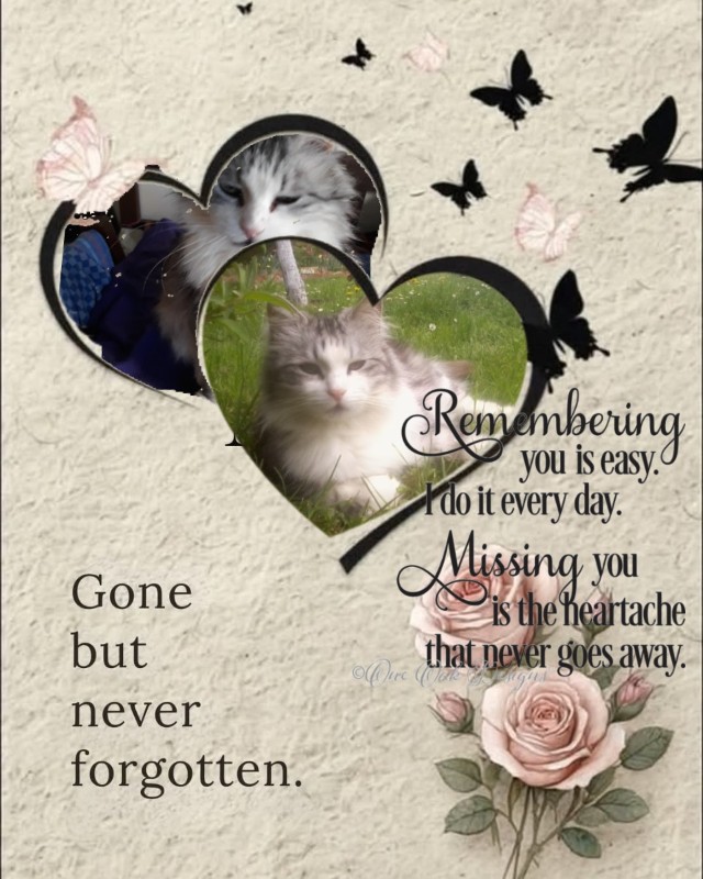 Tinny of the Didi family