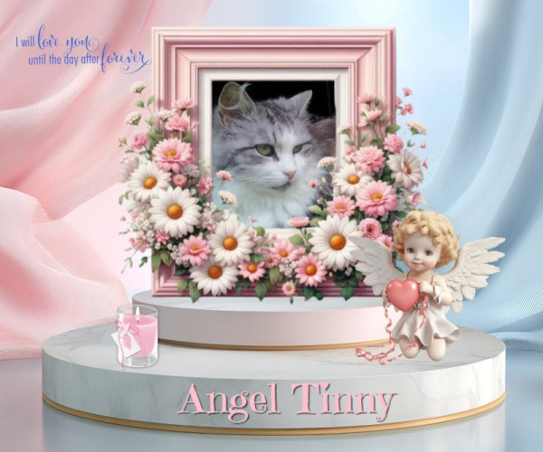 Tinny of the Didi family