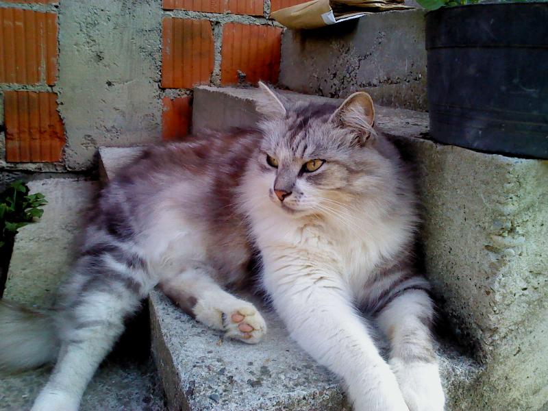 Didi uploaded   10 year/s ago