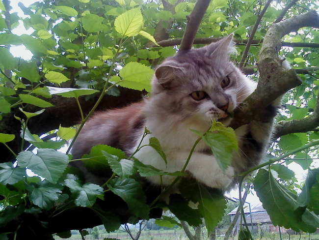 Didi uploaded   3 year/s ago