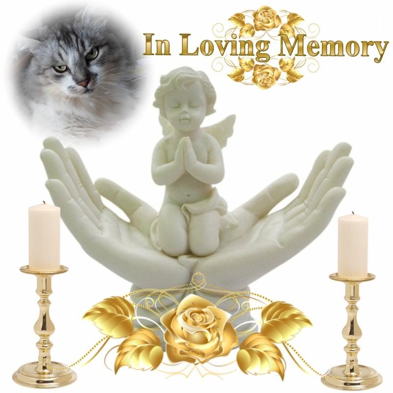 Ziga of the Didi family