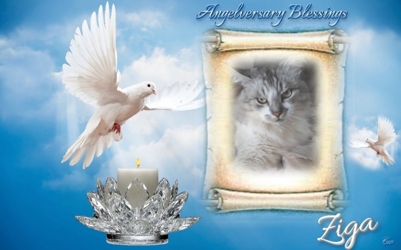 Ziga of the Didi family