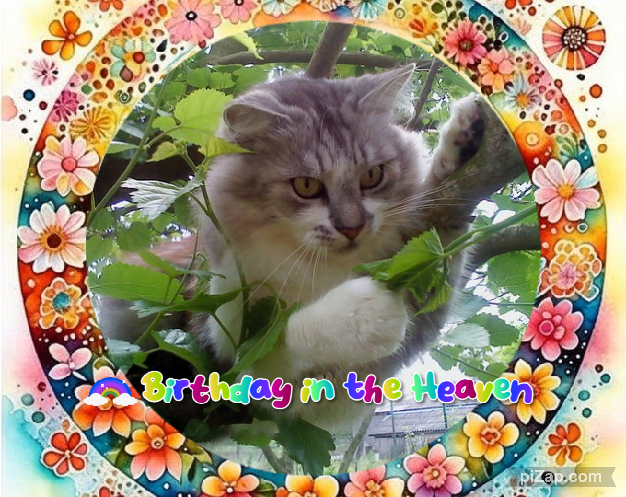 Ziga of the Didi family