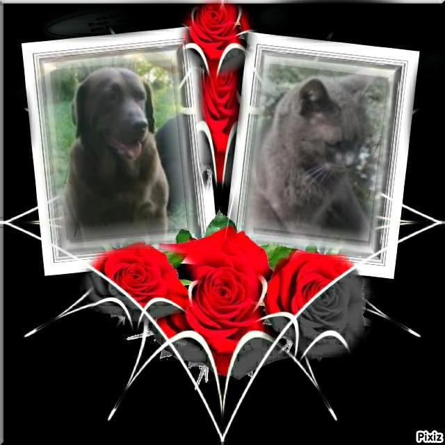 Hanny of the Didi family