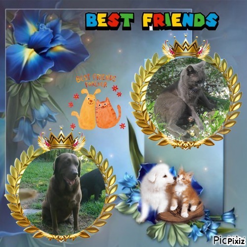 Hanny of the Didi family