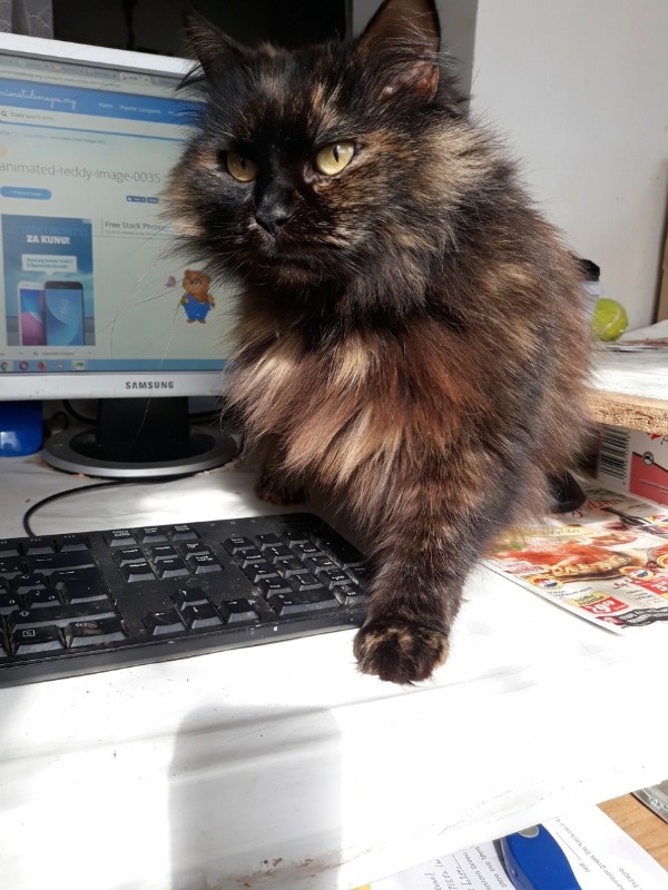 Lucya of the Didi family