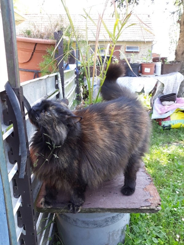 Lucya of the Didi family