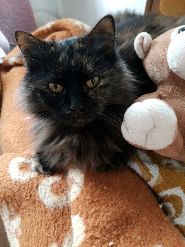 Lucya of the Didi family