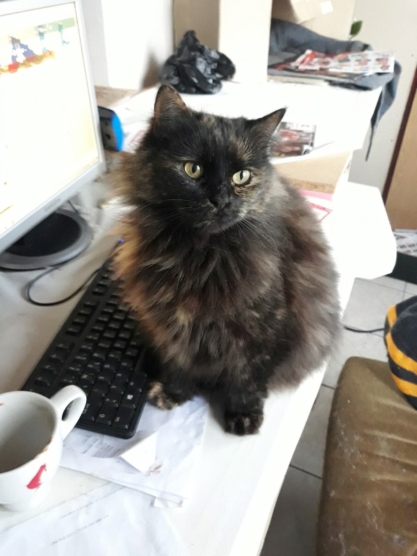 Lucya of the Didi family