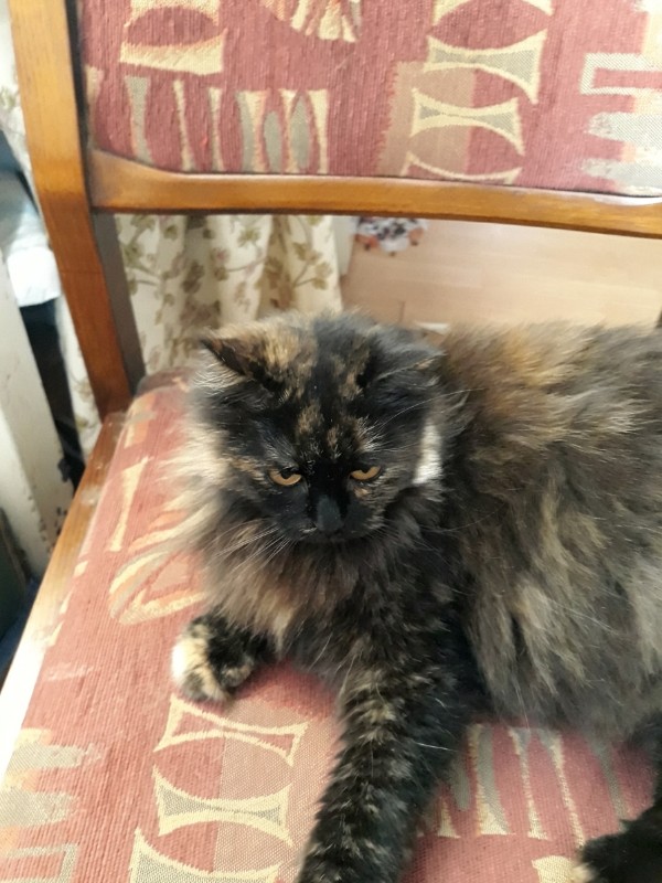 Lucya of the Didi family