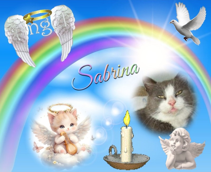 Didi Angels of the Didi family