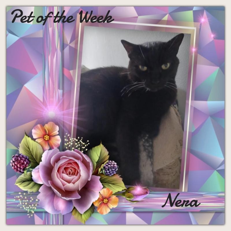 Nera of the Didi family