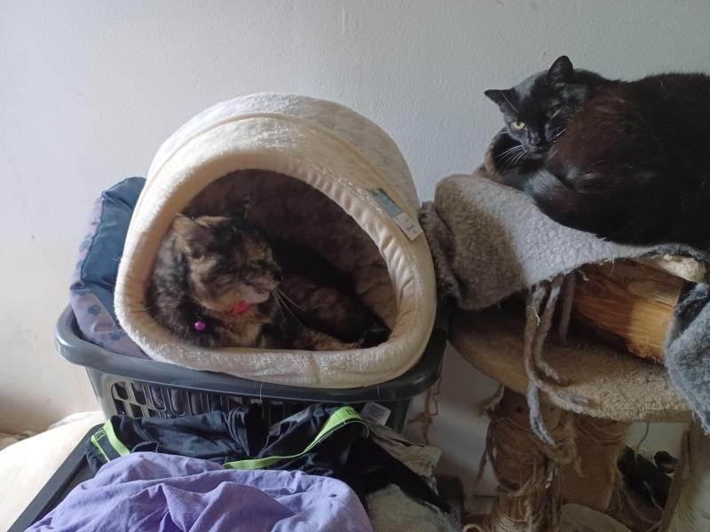 Nera of the Didi family