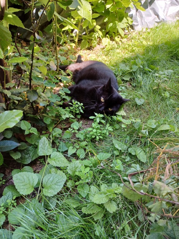 Nera of the Didi family