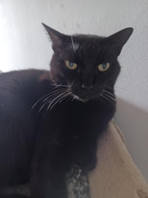 Nera of the Didi family