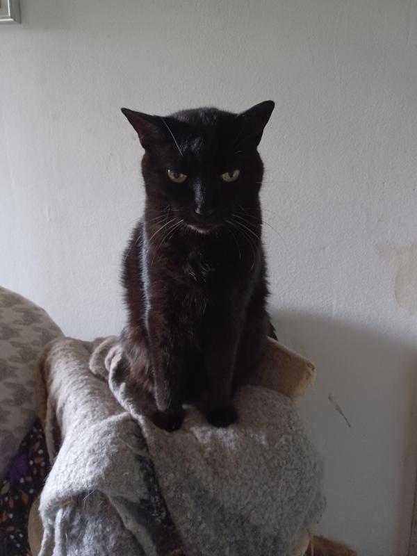 Nera of the Didi family