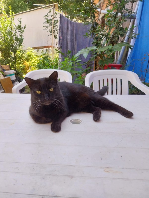 Nera of the Didi family